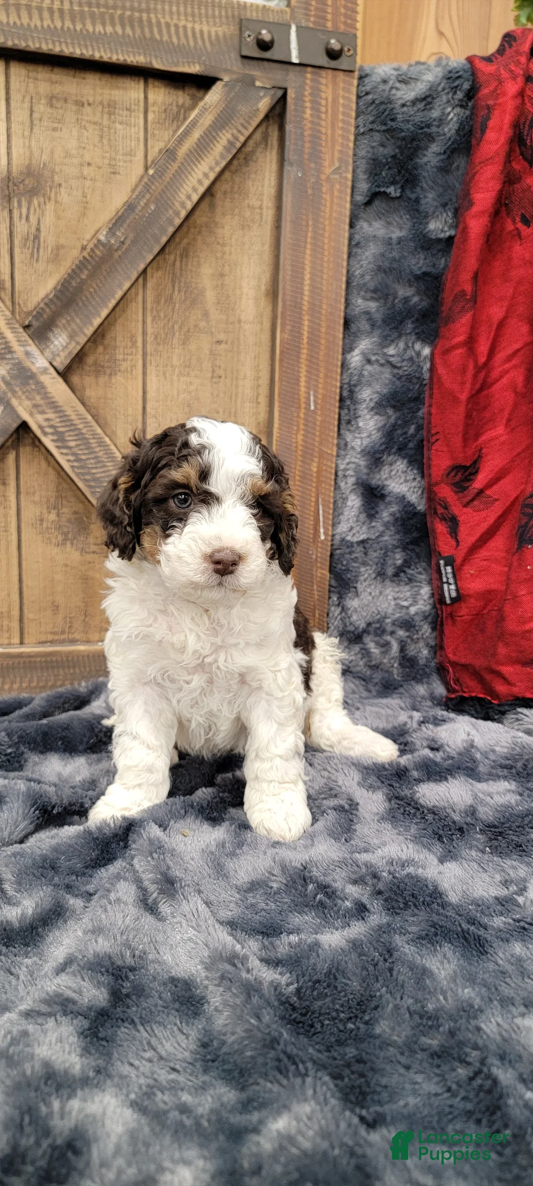 Cockapoo dogs for sale: Sonny - Ad 4