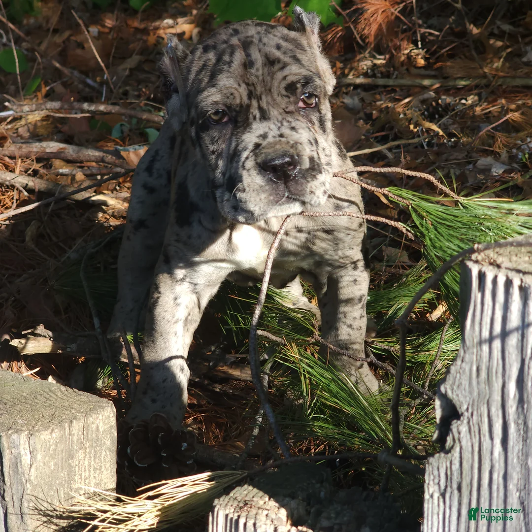 Cane Corso dogs for sale: Cane Corso Puppy 1 - Ad 2