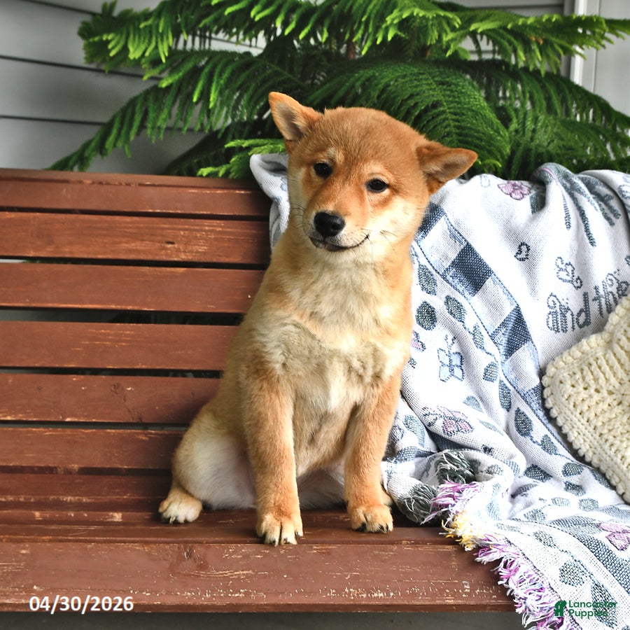 Shiba Inu dogs Diane - Ad 2