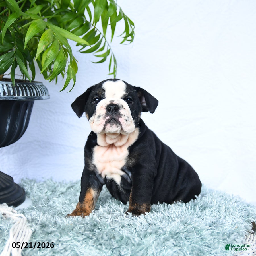 English Bulldog dogs Sheila - Ad 1