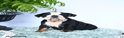 English Bulldog dogs for sale: Sheila - Ad 2