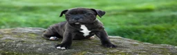 Staffordshire Bull Terrier dogs for sale: Moxie 💖 - Ad 13