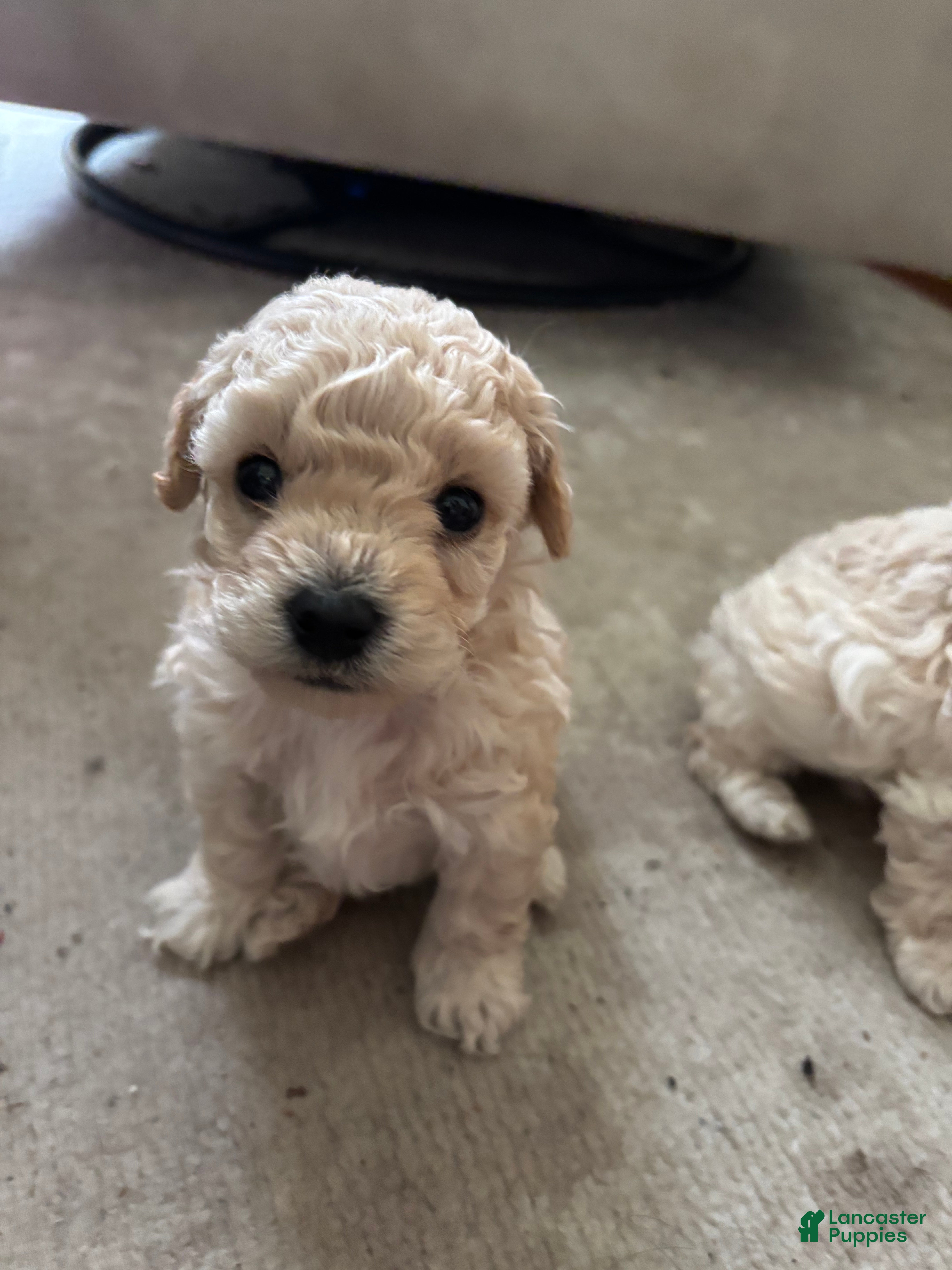 Toy Poodle dogs Toy Poodle 2 - Ad 15