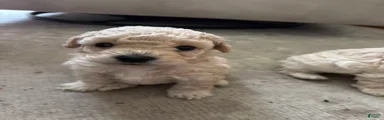 Toy Poodle 2