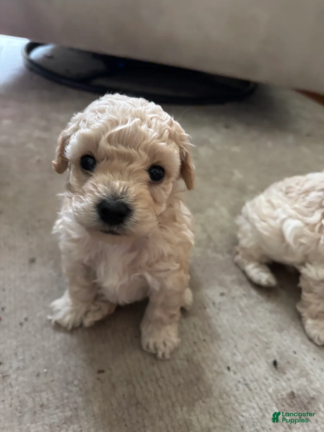 Toy Poodle dogs for sale: Toy Poodle 2 - Ad 1