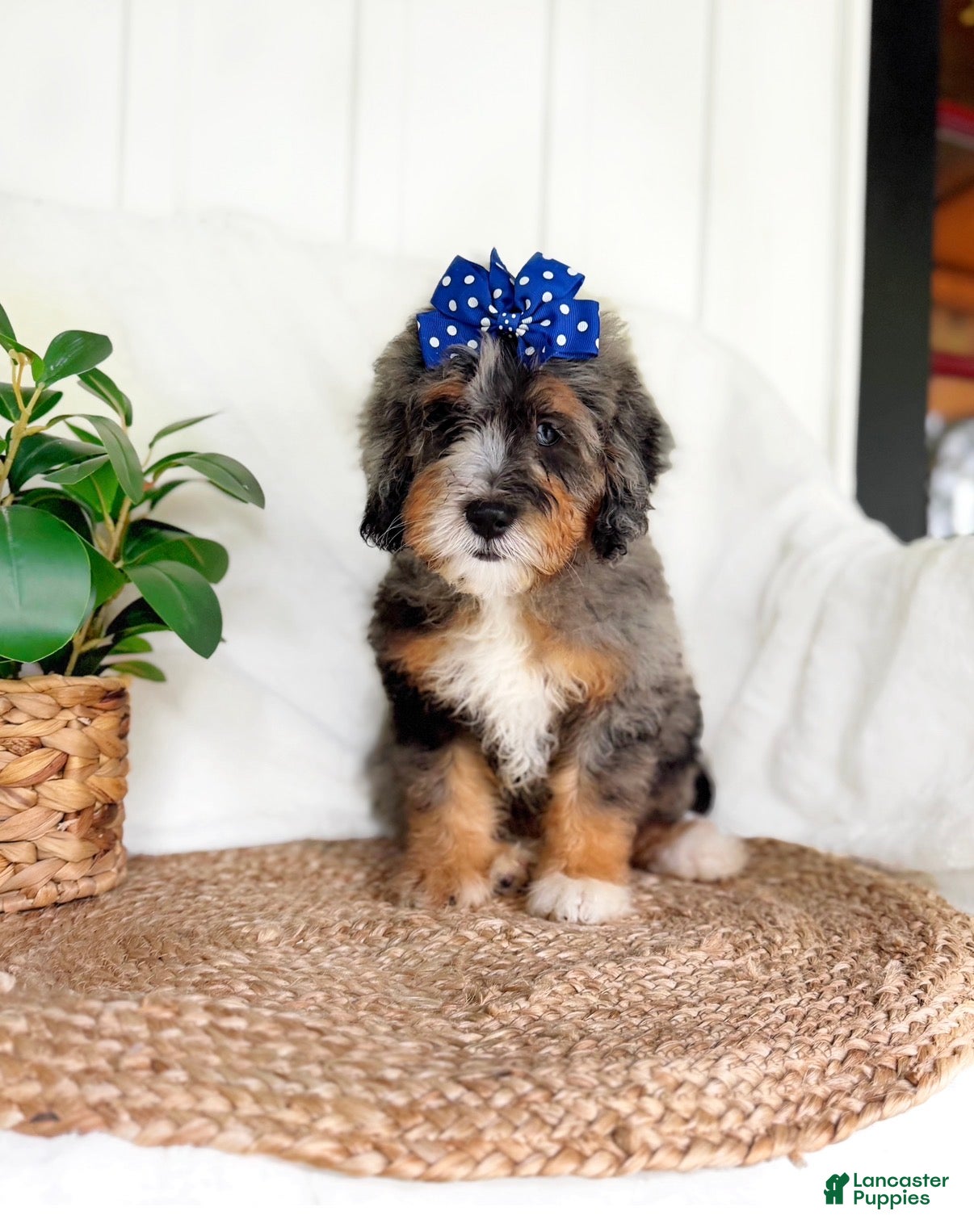 Mini Bernedoodle dogs Sunshine - Ad 20