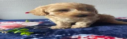 Havapoo dogs for sale: Barney - Ad 3
