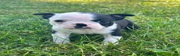 Boston Terrier dogs for sale: Utah - Ad 7