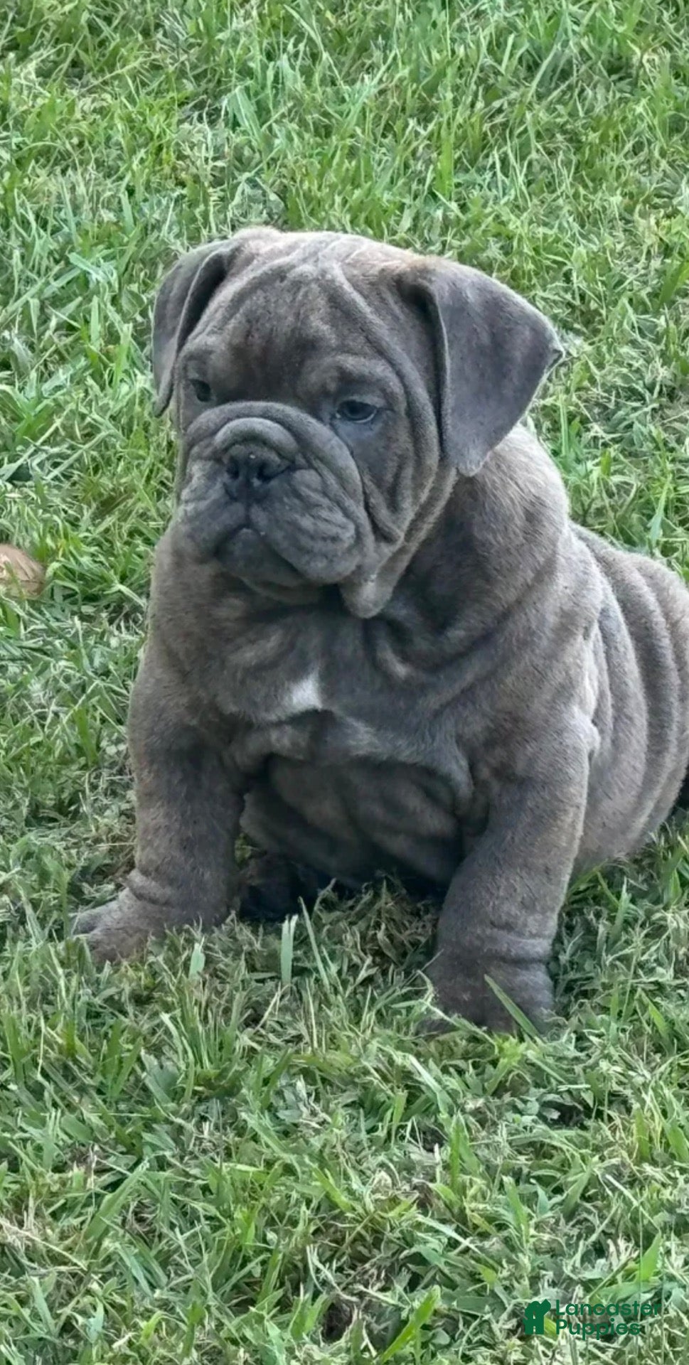 English Bulldog dogs for sale: English Bulldog  - Ad 19