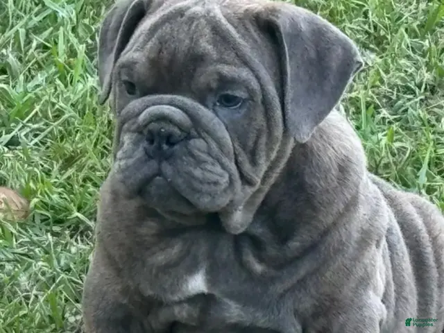 English Bulldog dogs for sale: English Bulldog - Ad 19