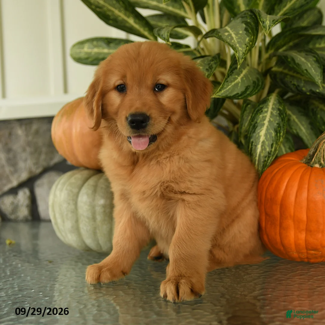 Labrador Retriever dogs for sale: Feona - Ad 3