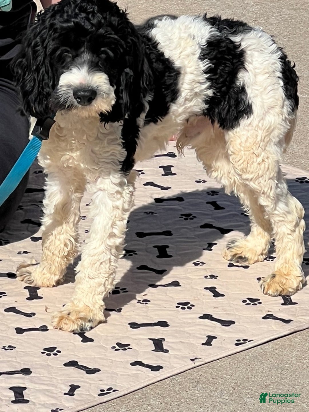 Cockapoo dogs for sale: Ringo - Ad 1