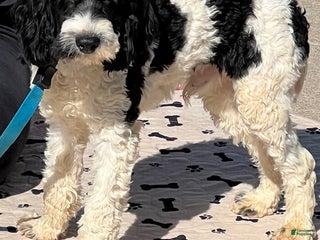 Cockapoo dogs Ringo - Ad 13