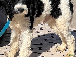 Cockapoo dogs Ringo - Ad 42