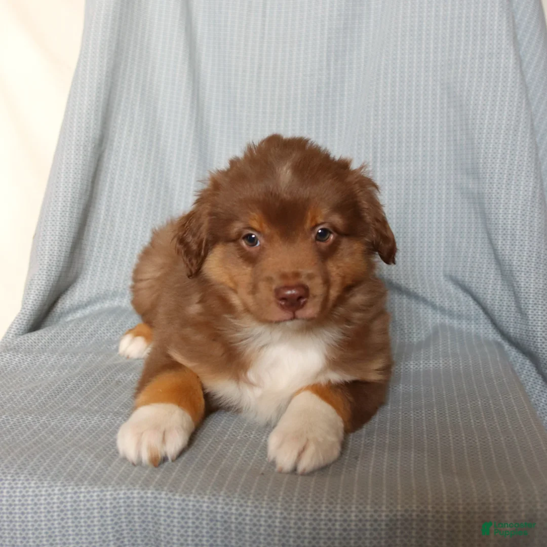Miniature Australian Shepherd dogs for sale: Chief - Ad 5
