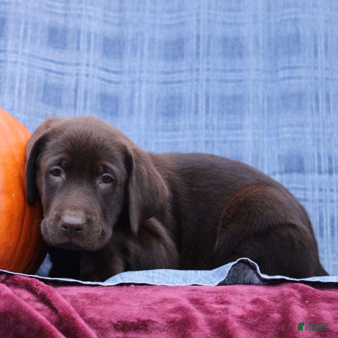 Labrador Retriever dogs for sale: Jason  - Ad 2