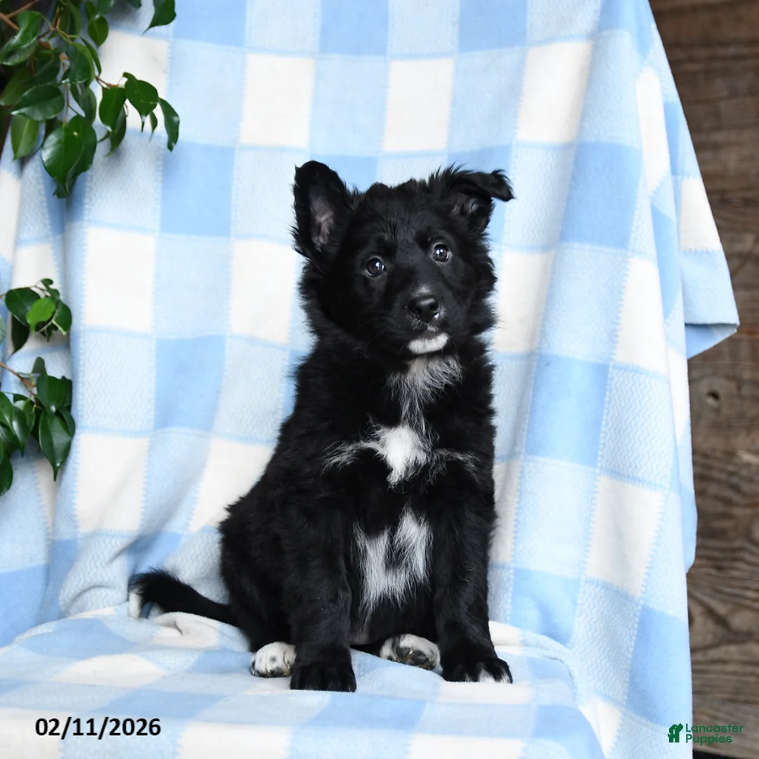 Mixed Breed dogs for sale: Brandy - Ad 2