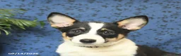 Welsh Corgi Pembroke dogs for sale: Lexi  - Ad 3