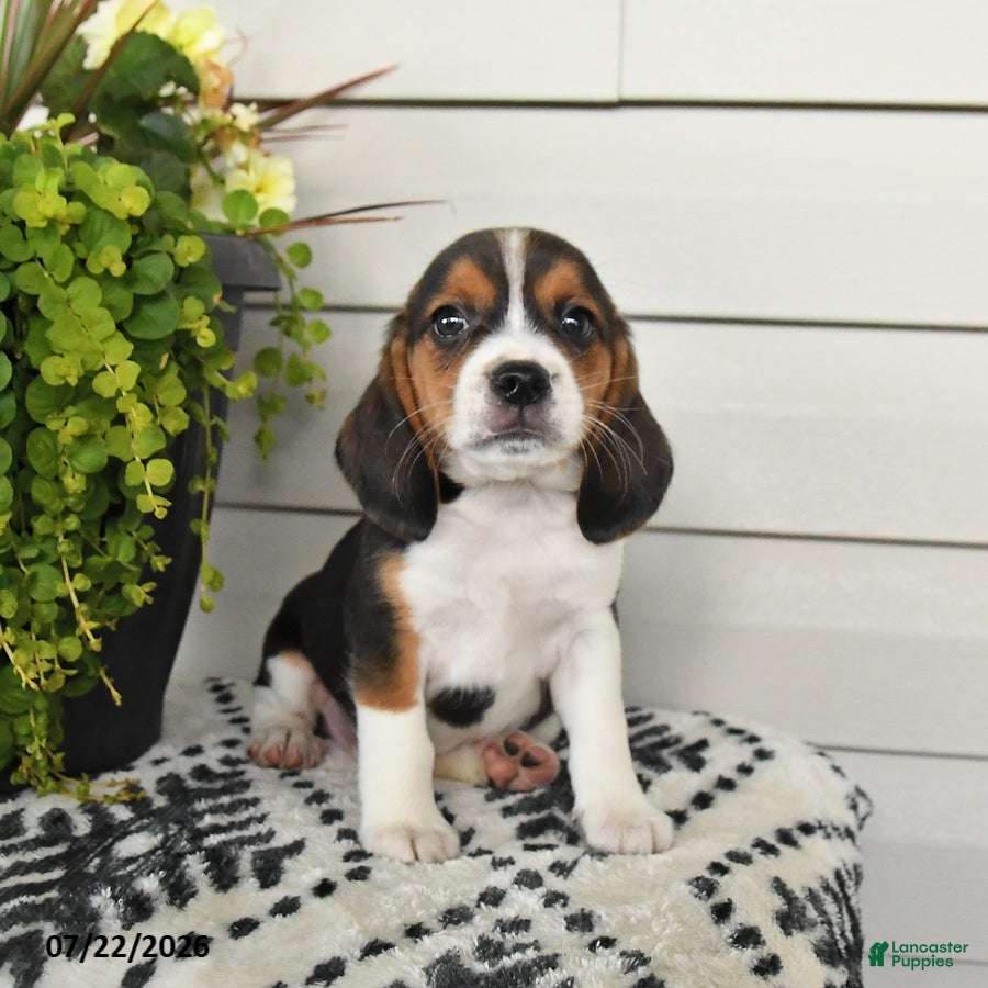 Beaglier dogs Moose - Ad 2