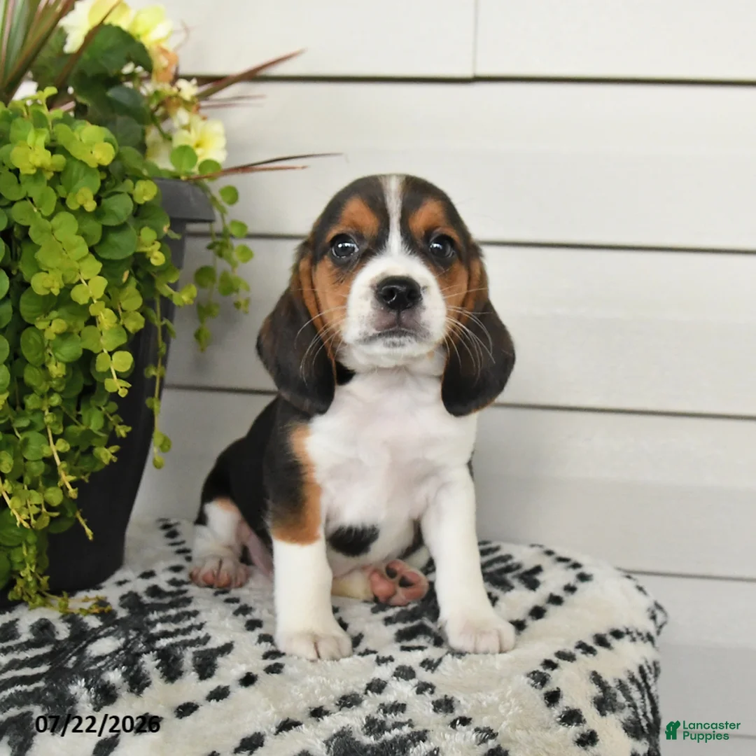 Beaglier dogs for sale: Moose - Ad 2