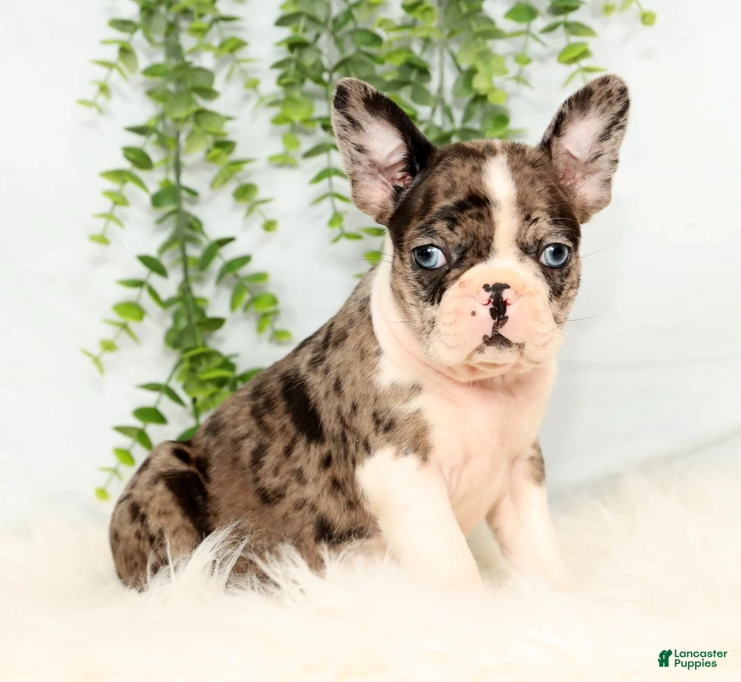 Frenchton dogs for sale: Bailey - Ad 4