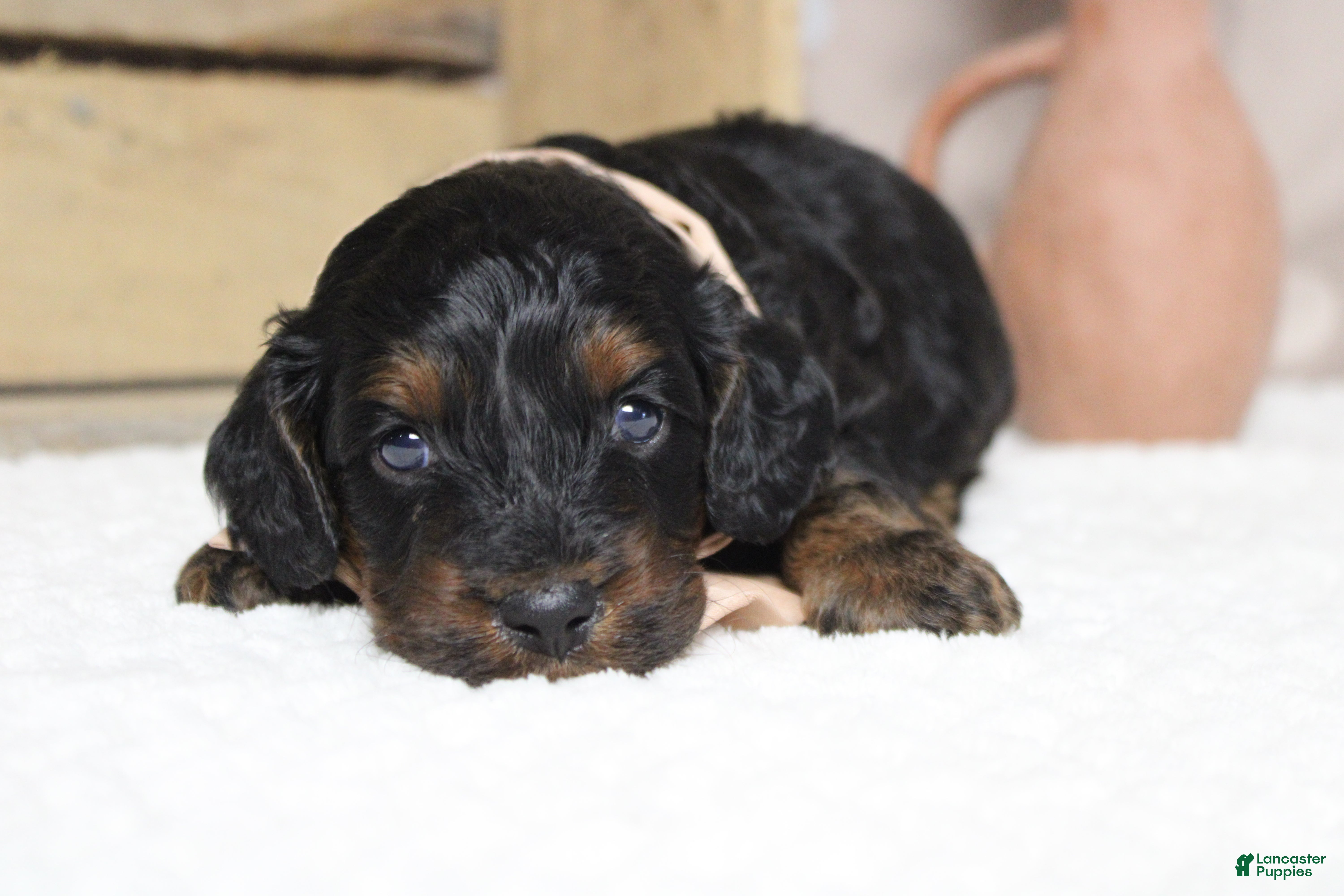 Cockapoo dogs Rocky  - Ad 10
