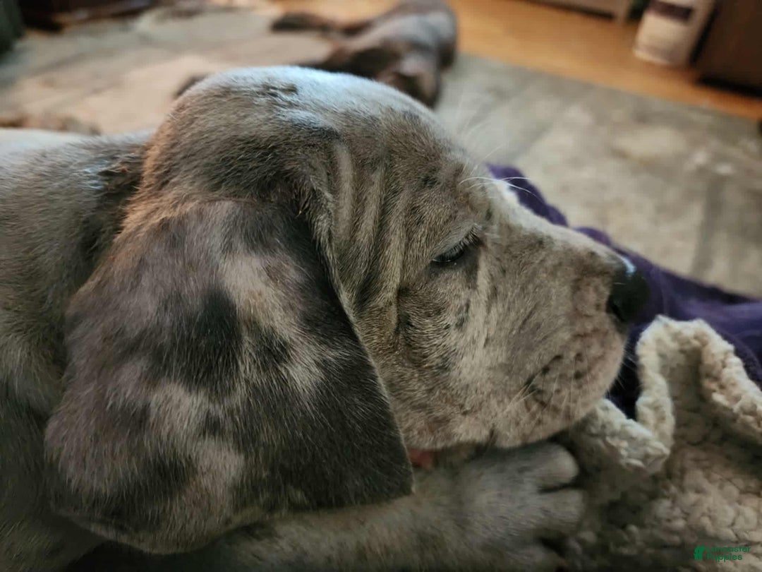 Great Dane dogs for sale: Prince Charming - Ad 16