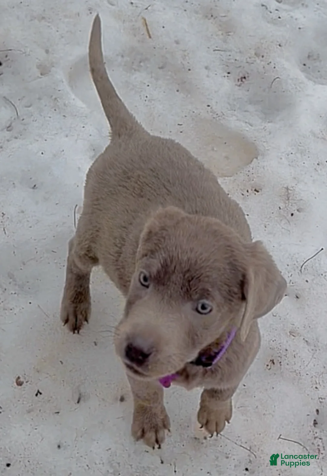 Labrador Retriever dogs for sale: Labrador Retriever Puppy 1 - Ad 4