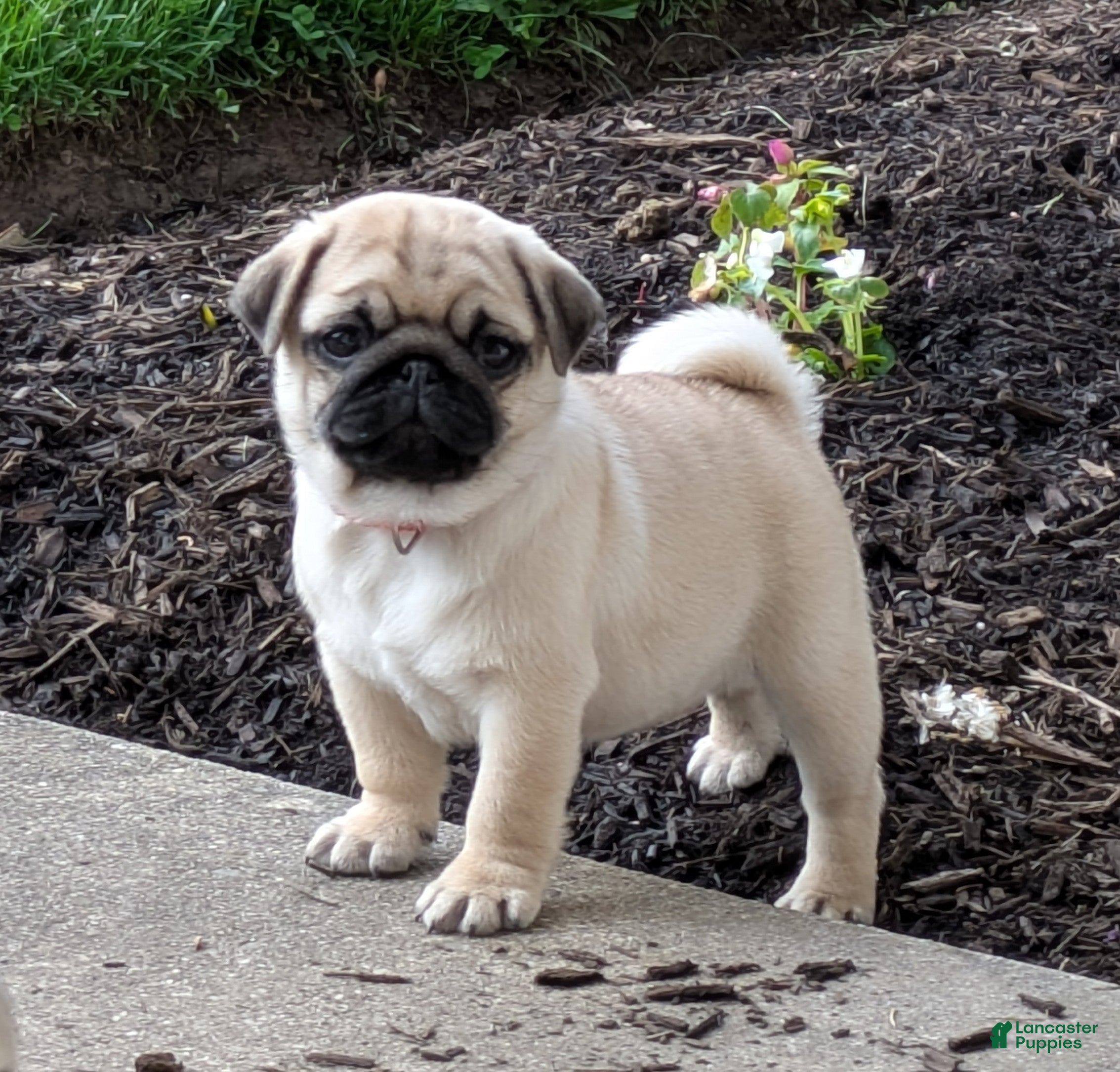 Pug dogs Pug Puppy 2 - Ad 1