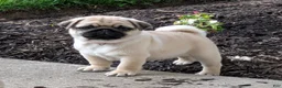 Pug dogs for sale: Pug Puppy 2 - Ad 1