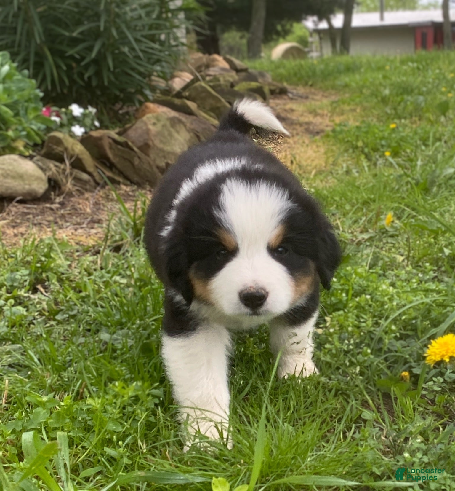 Mixed Breed dogs for sale: ♥️BABY BEAR♥️ - Ad 12