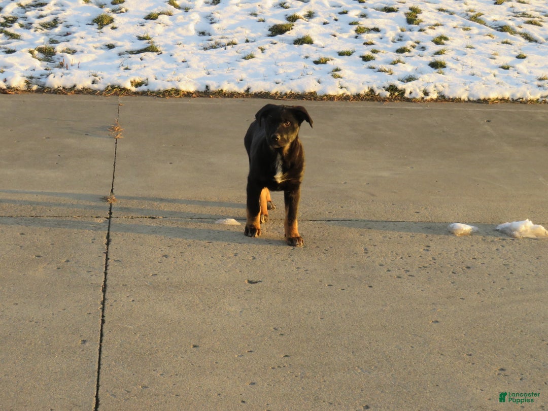 German Shepherd dogs for sale: Millie - Ad 8