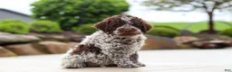 Lagotto Romagnolo dogs for sale: Bluey - Ad 5