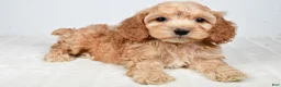 Cockapoo dogs for sale: Carl - Ad 9