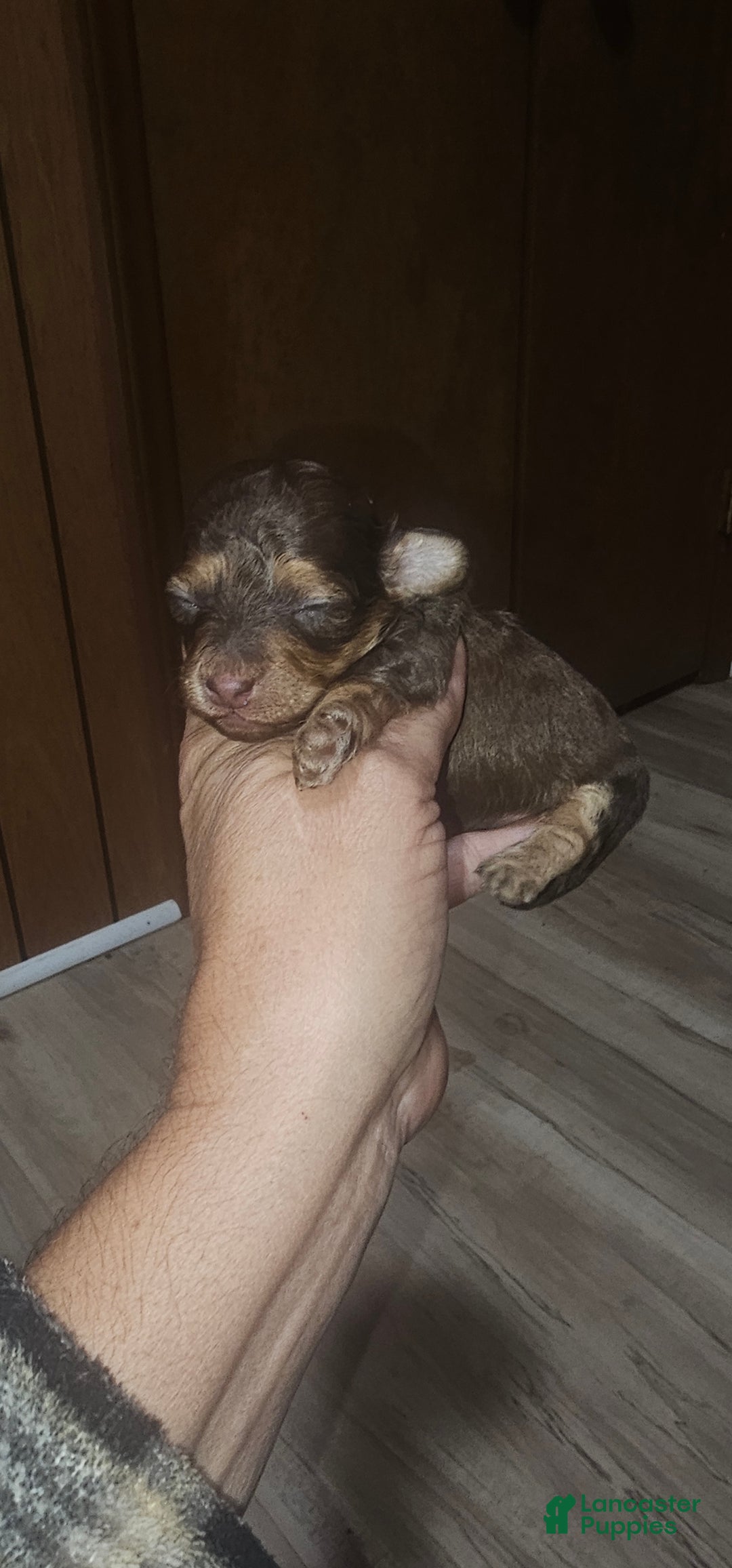 Toy Poodle dogs for sale: Kinzy's boy - Ad 2