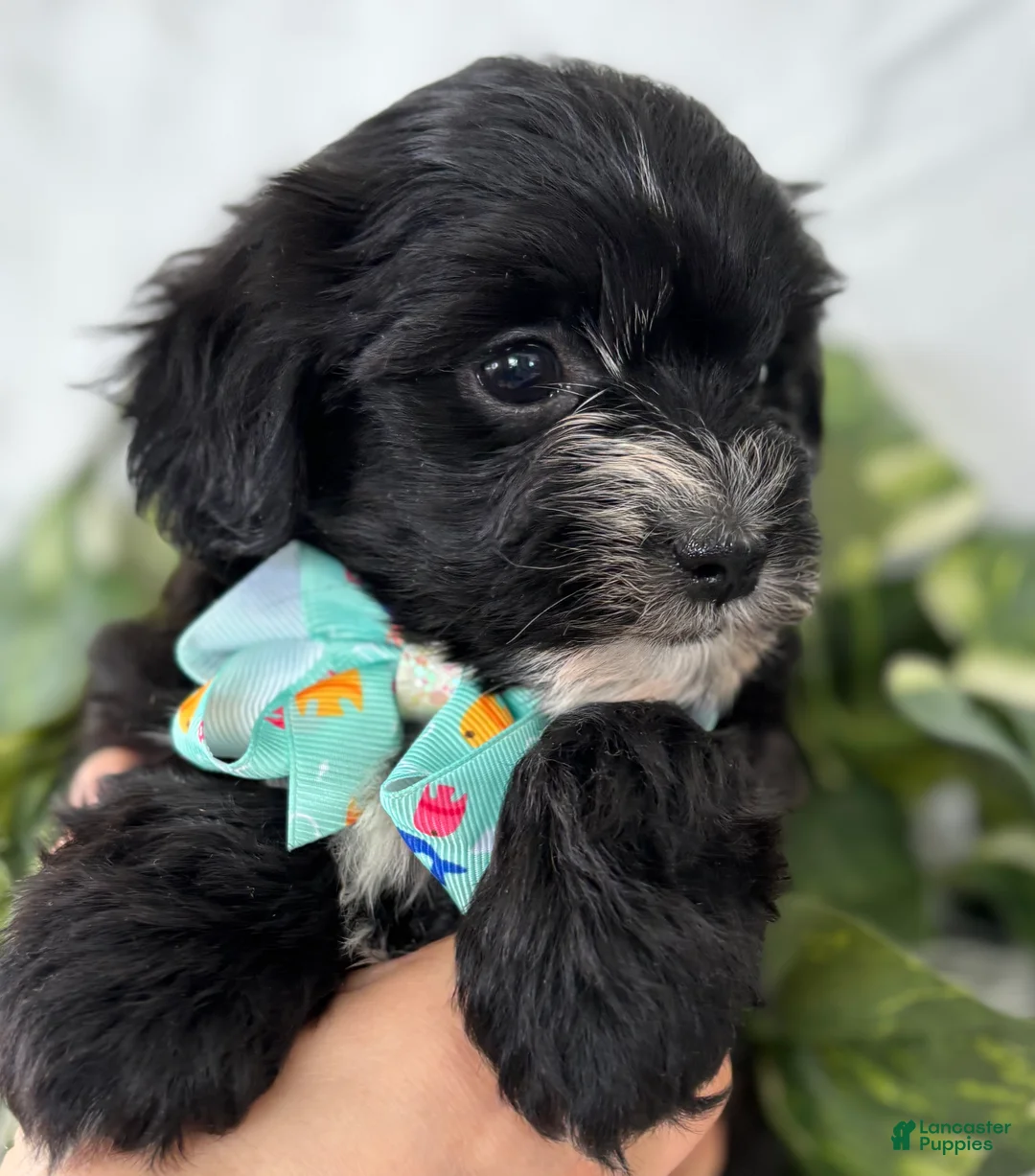 Morkie dogs for sale: Prince  - Ad 14