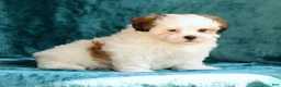 Malshi dogs for sale: Blossom - Ad 4
