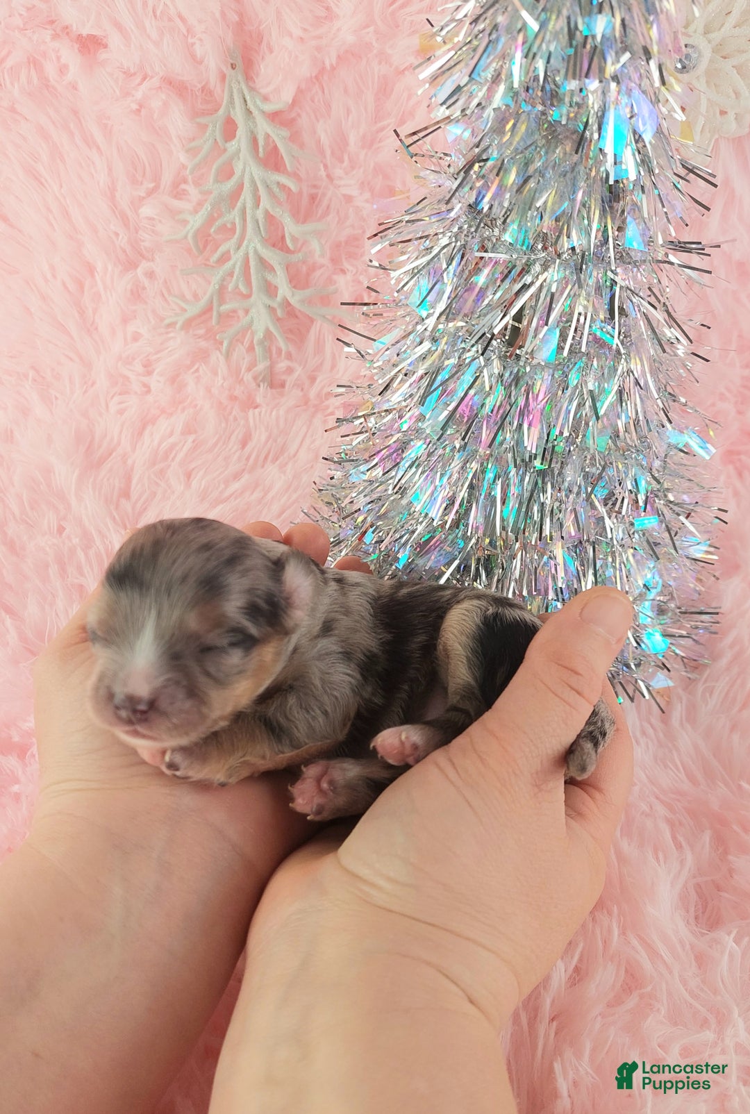 Chihuahua dogs for sale:  Priscilla - Ad 3