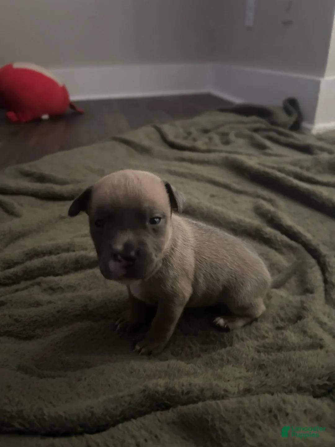 Mixed Breed dogs for sale: Boy 7 - Ad 2