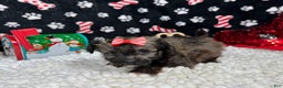 Havanese dogs for sale: Havanese Puppy 1 - Ad 2