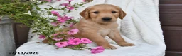 Golden Retriever dogs for sale: Carl - Ad 5