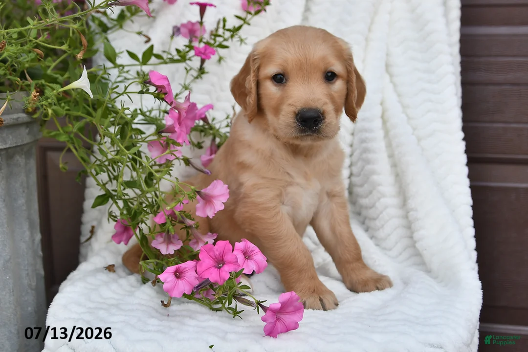 Golden Retriever dogs for sale: Carl - Ad 5