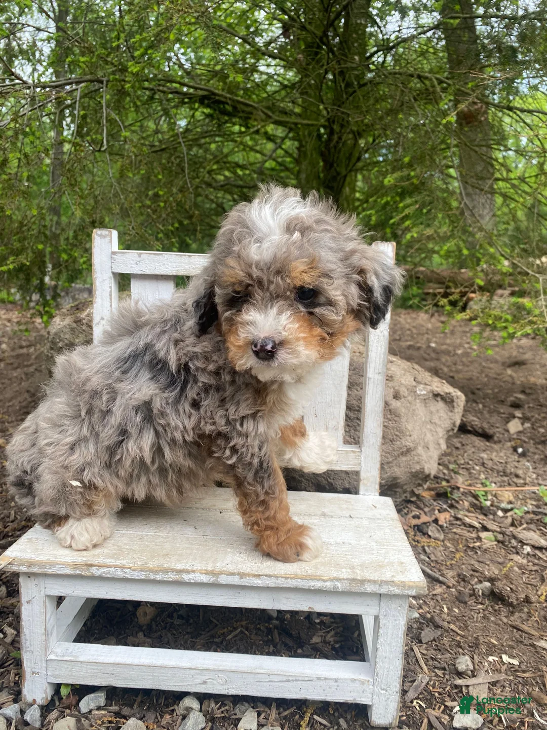 Bernedoodle dogs for sale: Rocky - Ad 14