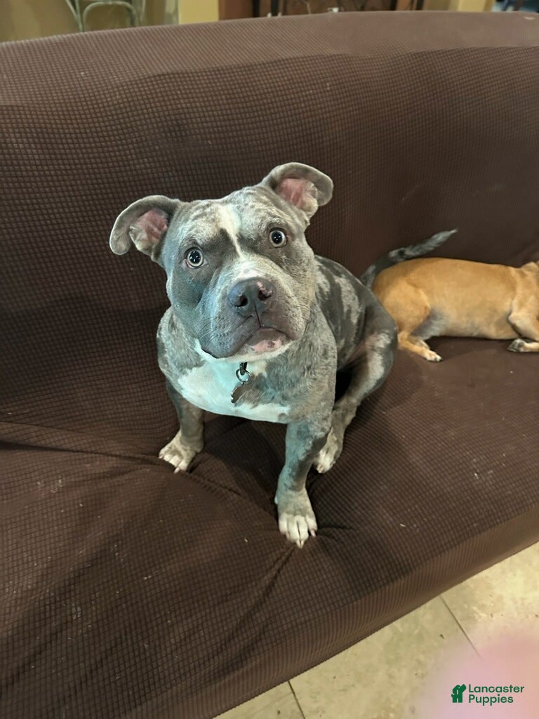 American Pit Bull Terrier dogs American Pit Bull Terrier Puppy 4 - Ad 2