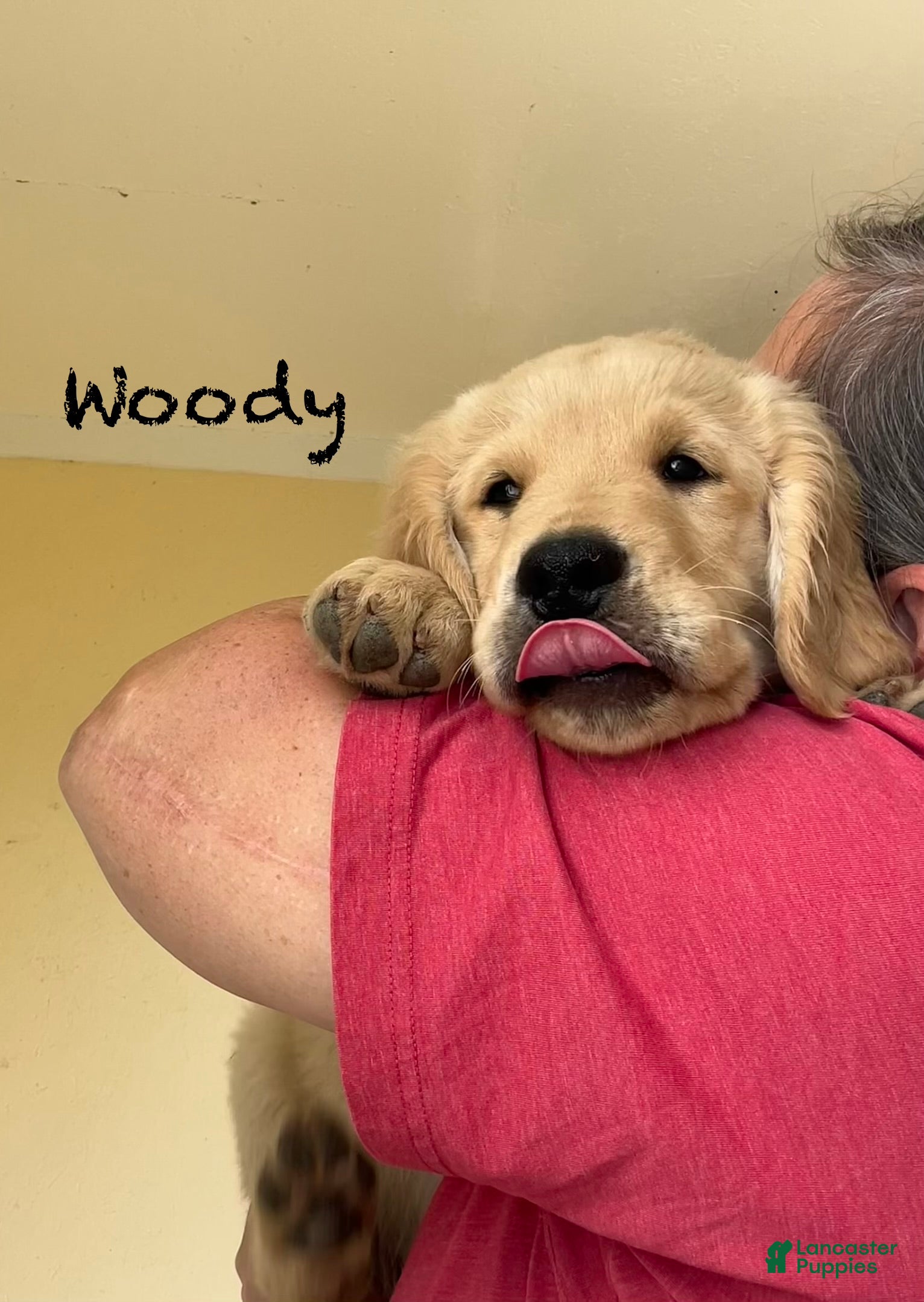 Golden Retriever dogs Woody - Ad 1