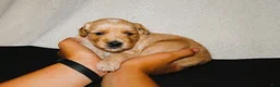 Mini Goldendoodle dogs for sale: Jewel - Ad 1