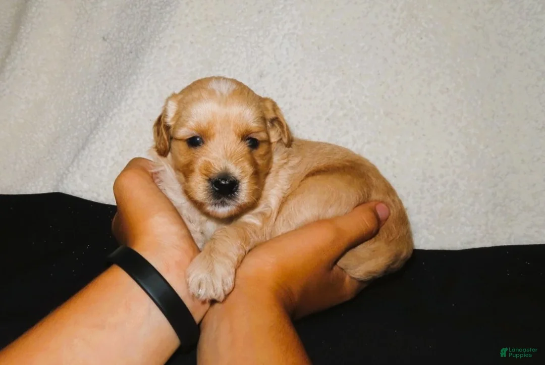 Mini Goldendoodle dogs for sale: Jewel - Ad 1