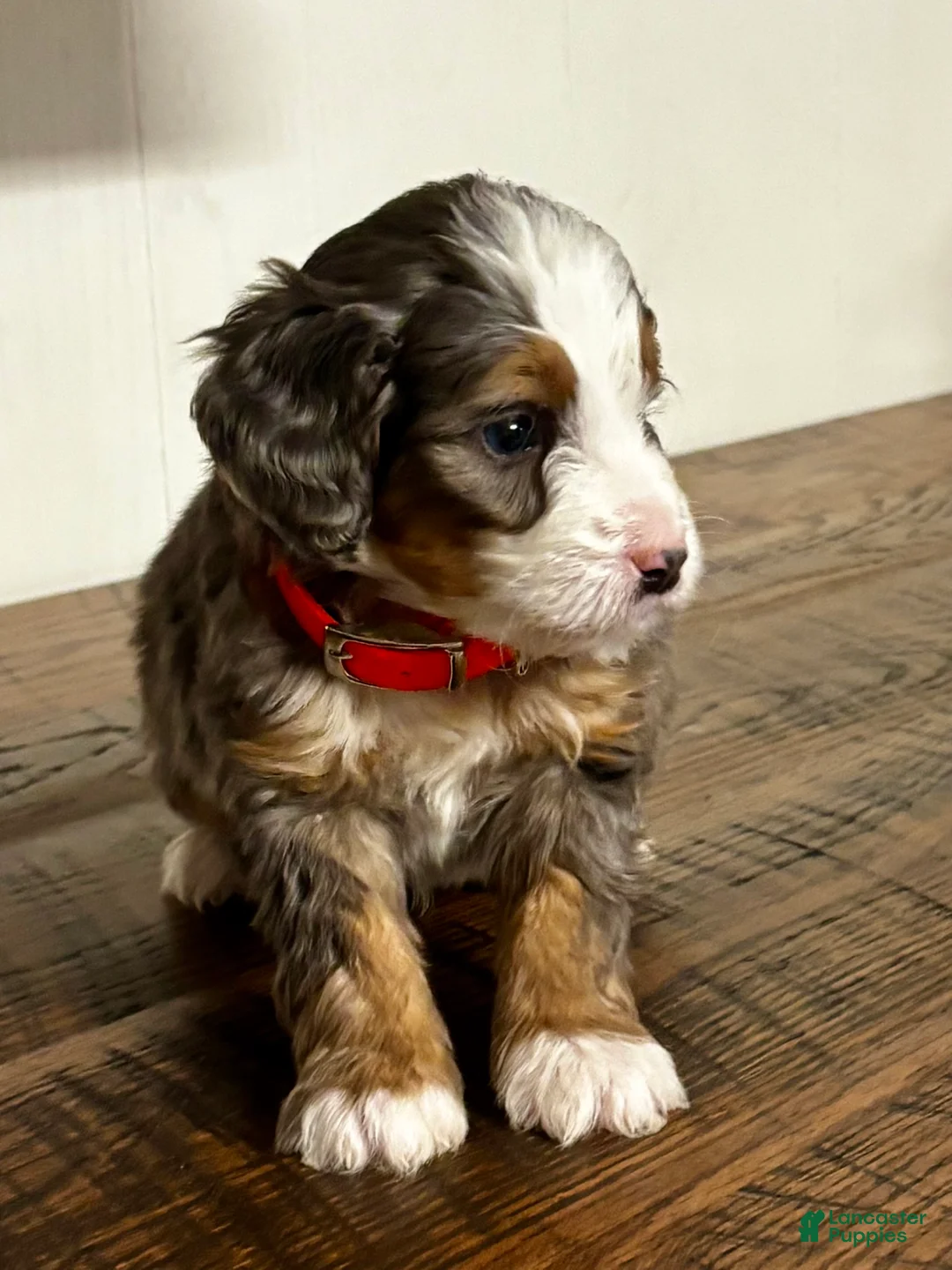 Mini Bernedoodle dogs for sale: Everest Mini Bernedoodle Puppy 6 - Ad 4