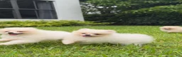 Pomeranian dogs for sale: Teddy, JR - Ad 7