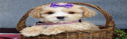 Maltipoo dogs for sale: Flo  - Ad 7
